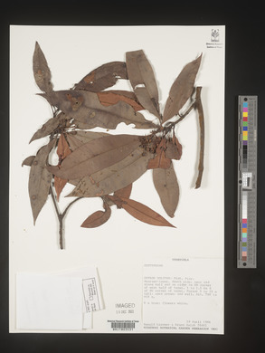 Image Associated With the Occurence
