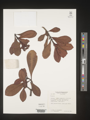 Image Associated With the Occurence