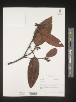 Image Associated With the Occurence