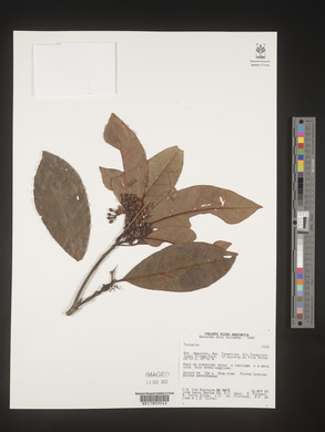 Image Associated With the Occurence
