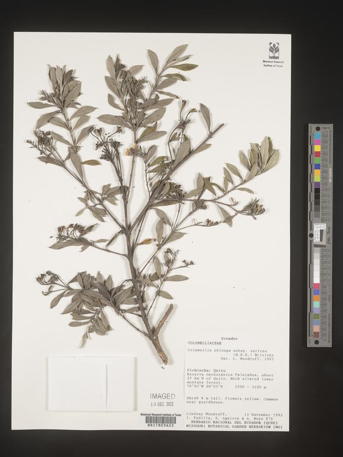 Columellia image