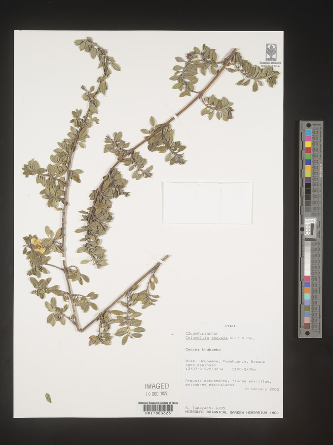 Columellia image