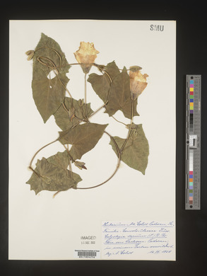 Image Associated With the Occurence