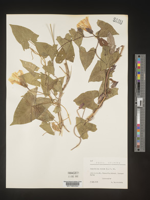 Image Associated With the Occurence