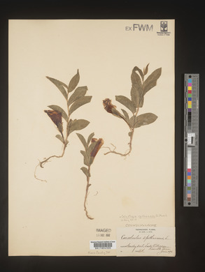 Image Associated With the Occurence