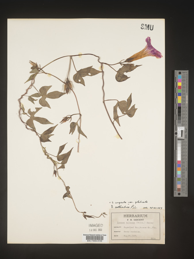 Ipomoea indica image