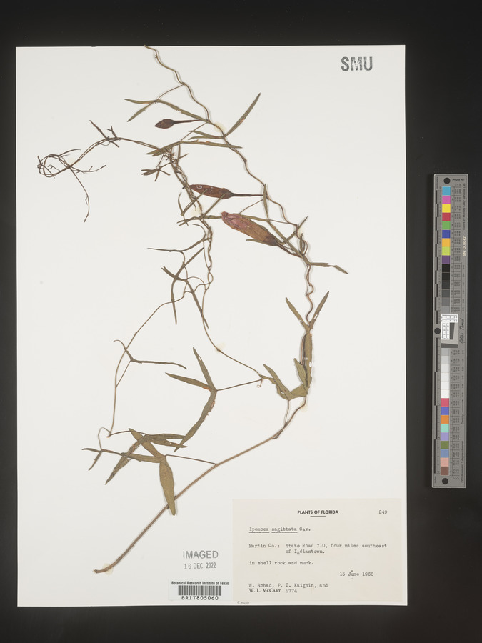 Ipomoea sagittata image