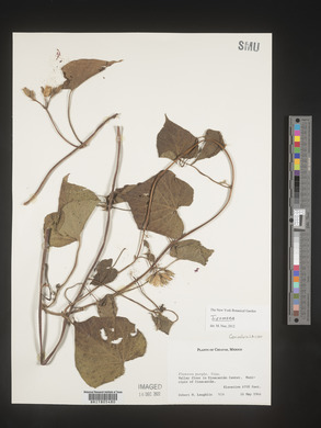 Image Associated With the Occurence