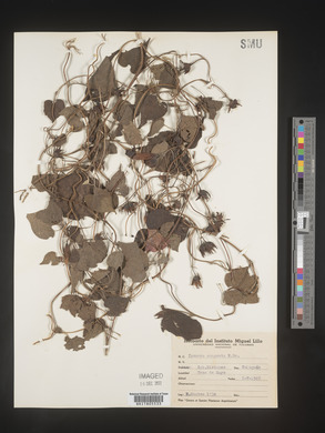 Image Associated With the Occurence