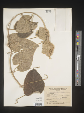 Image Associated With the Occurence