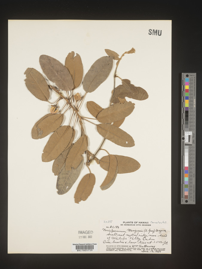 Perispermum image