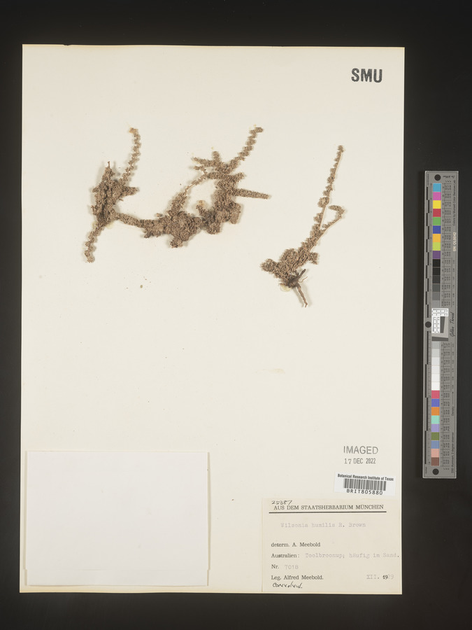 Wilsonia image