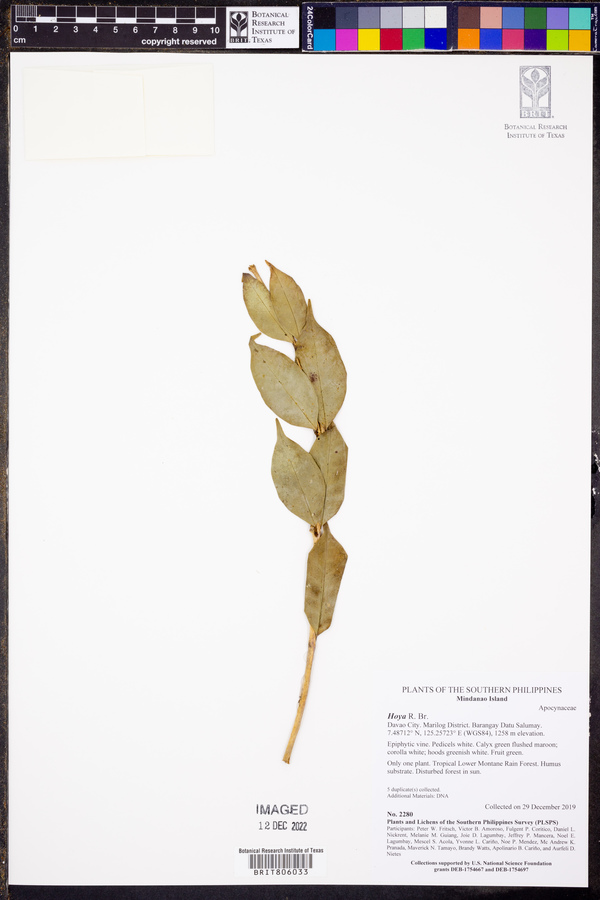 Hoya odorata image