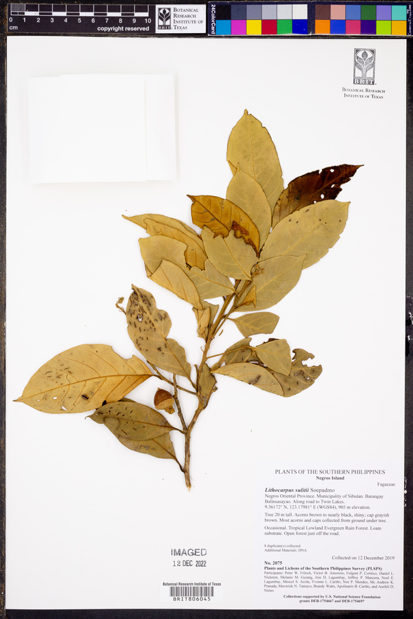 Lithocarpus sulitii image
