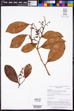 Image Associated With the Occurence