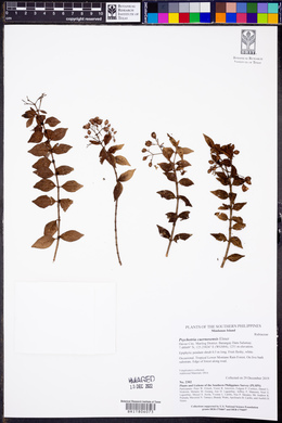 Psychotria cuernosensis image