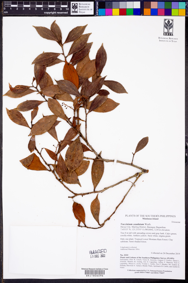 Vaccinium caudatum image