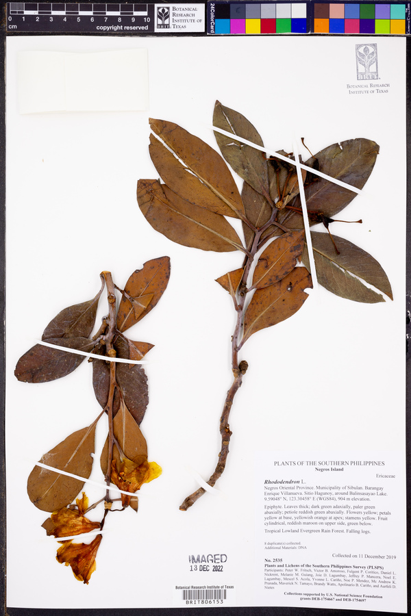 Rhododendron loboense image