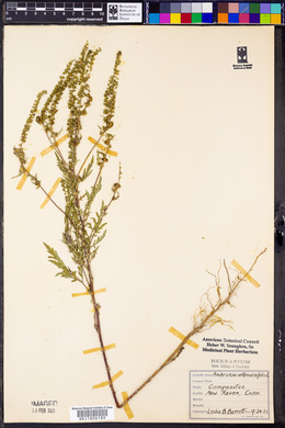 Ambrosia artemisiaefolia image