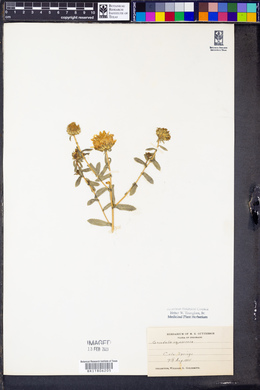 Grindelia squarrosa image