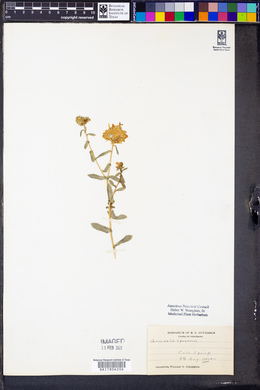 Grindelia squarrosa image