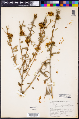 Grindelia squarrosa image