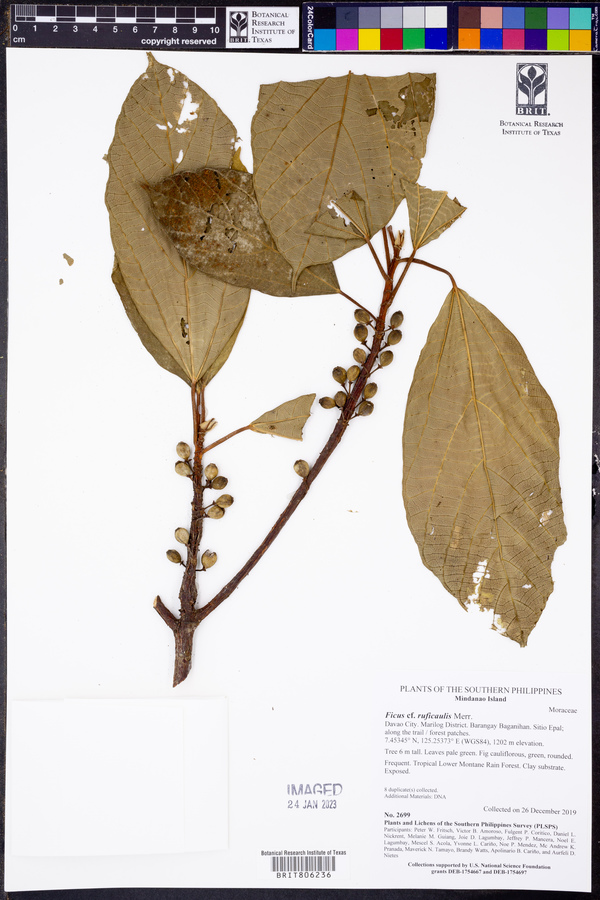 Ficus ruficaulis image