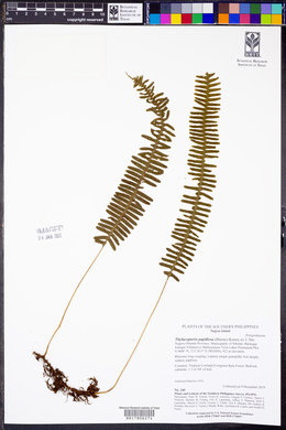 Image of Thylacopteris papillosa