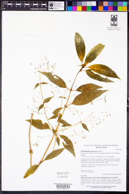 Image of Oldenlandia apoensis