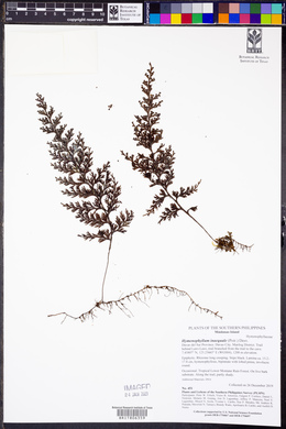 Hymenophyllum inaequale image