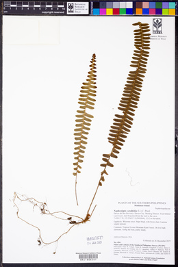Image Associated With the Occurence