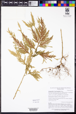 Selaginella gastrophylla image