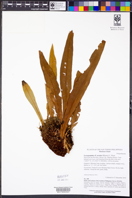 Loxogramme avenia image