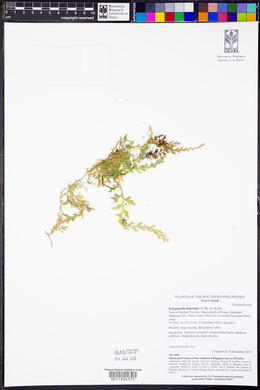 Selaginella biformis image