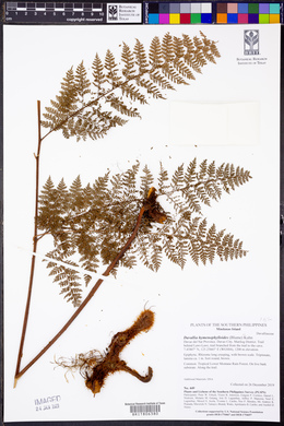 Davallia hymenophylloides image