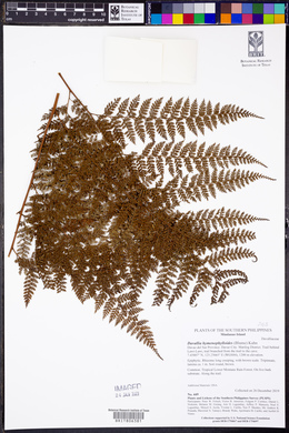 Davallia hymenophylloides image