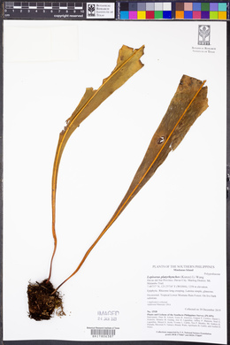 Lepisorus platyrhynchos image