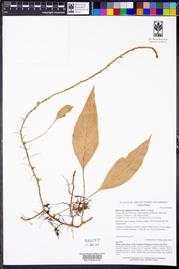 Pyrrosia sphaerosticha image