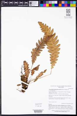 Austroblechnum patersonii image