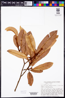 Image of Calophyllum trachycaule