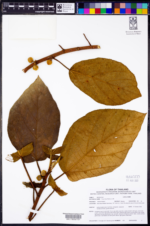 Ficus fulva image