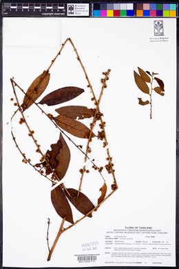Phyllanthus ruber image