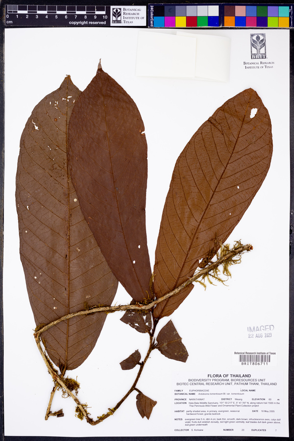 Antidesma tomentosum var. tomentosum image