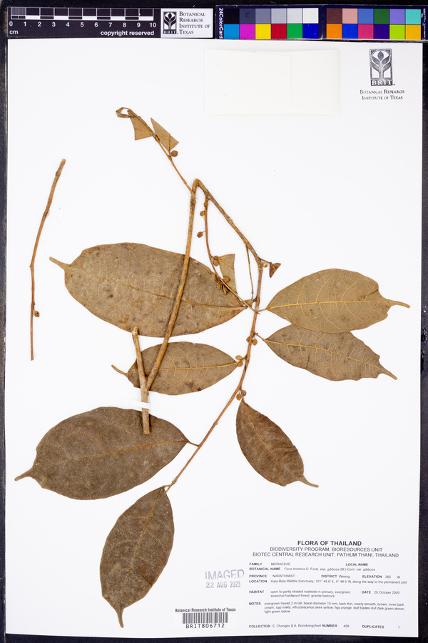 Ficus tinctoria image