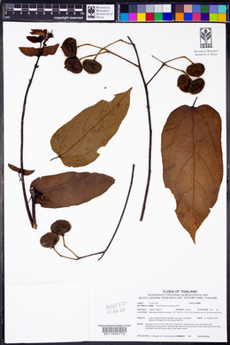 Image of Trichospermum javanicum