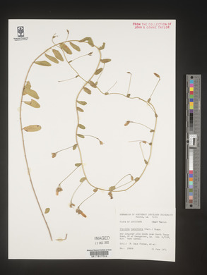 Stylisma humistrata image
