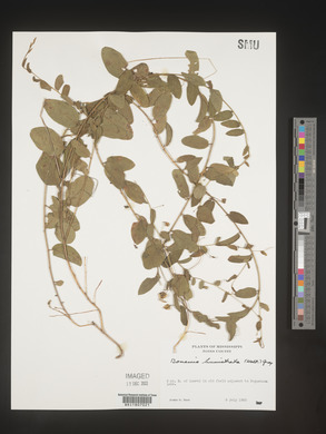 Stylisma humistrata image