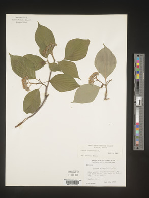 Cornus alternifolia image