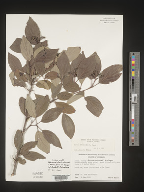 Cornus drummondii image
