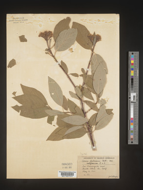 Image Associated With the Occurence